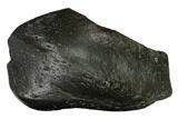 Fossil Whale Ear Bone - Miocene #144901-1